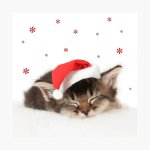 Kitten in a Santa Hat