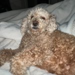 morning poodle