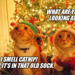 I smell catnip | WHAT ARE YOU 
LOOKING AT? I SMELL CATNIP!
I THINK IT’S IN THAT OLD SOCK. | image tagged in christmas cats hopeful | made w/ Imgflip meme maker