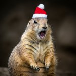 Yelling prairie dog