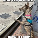 Dogi watching a rally | HEY DOGI, COME OVER HERE, I AM IN A RALLY! WOW, IF I ONLY COULD GET THE RALLY! | image tagged in dog wants to cross | made w/ Imgflip meme maker