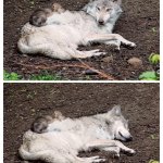 Wolf ignoring her little siblings sleeping on her template