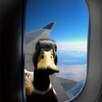 Duck on plane wing
