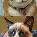 Nice vs grumpy cat