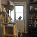 Cat Wants to Come In