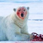 polar bear feed