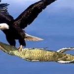 Eagle carrying gator