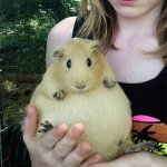 Pregnant guinea pig