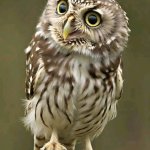 Owls