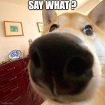 Say what ? | SAY WHAT ? | image tagged in dog | made w/ Imgflip meme maker