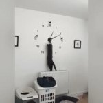 The reason why I'm always late :/ | image tagged in gifs,cats,animals | made w/ Imgflip video-to-gif maker