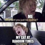 Today she climbed the wall and clung to the roof like Inosuke. | ME; MY CAT AT RANDOM TIMES | image tagged in why can't you just be normal,cat | made w/ Imgflip meme maker