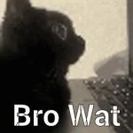 Bro wat cat GIF Template