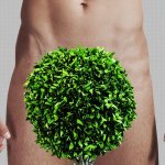 Bush