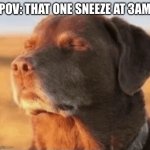 Chill Dog | POV: THAT ONE SNEEZE AT 3AM | image tagged in chill dog,sneeze,sneezing,dog,3am | made w/ Imgflip meme maker