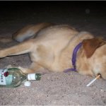 Drunk dog cigarette liquor rum TOP JPP