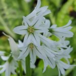 Three-cornered Leek