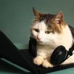 call center cat