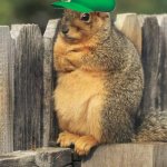 Squirrel Luigi hat