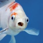 Surprised Fish