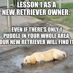 Puppy in a puddle | LESSON 1 AS A NEW RETRIEVER OWNER:; EVEN IF THERE'S ONLY 1 PUDDLE IN YOUR WHOLE AREA, YOUR NEW RETRIEVER WILL FIND IT! | image tagged in puppy in a puddle | made w/ Imgflip meme maker