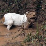 Happy dog in mud meme