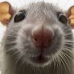Mylan the rat