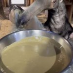 Anteater goop Meme Template