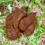 dog poo