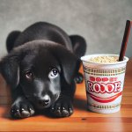 Dog, instant noodle, puppy