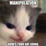 My day was pretty good, a bit miserable outside | MANIPULATION; HOW'S YOUR DAY GOING. | image tagged in mischief,cat,funny memes,good day,weather | made w/ Imgflip meme maker