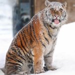 Snowy tiger