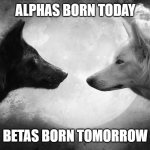 New Gen Joke | ALPHAS BORN TODAY; BETAS BORN TOMORROW | image tagged in you have two wolves | made w/ Imgflip meme maker