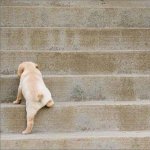 Puppy Climbing Stairs meme