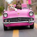 Cats driving a car