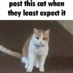 post this cat