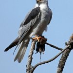 White tailed hawk