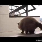 Balcony cat GIF Template