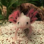 Pink salamander