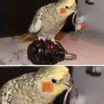 Grenade Parrot