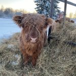 tired disheveled cow