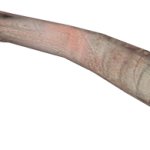 Leech