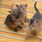 Abyssinian kittens