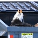 Eagle in a dumpster