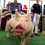 Prize winning Hog Pig State Fair