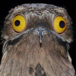 Traumatized Potoo template