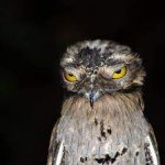 Angry Potoo