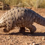 Popular Opinion Pangolin