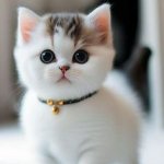 Cute cat