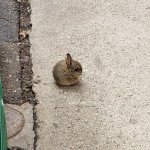 Smol Bun